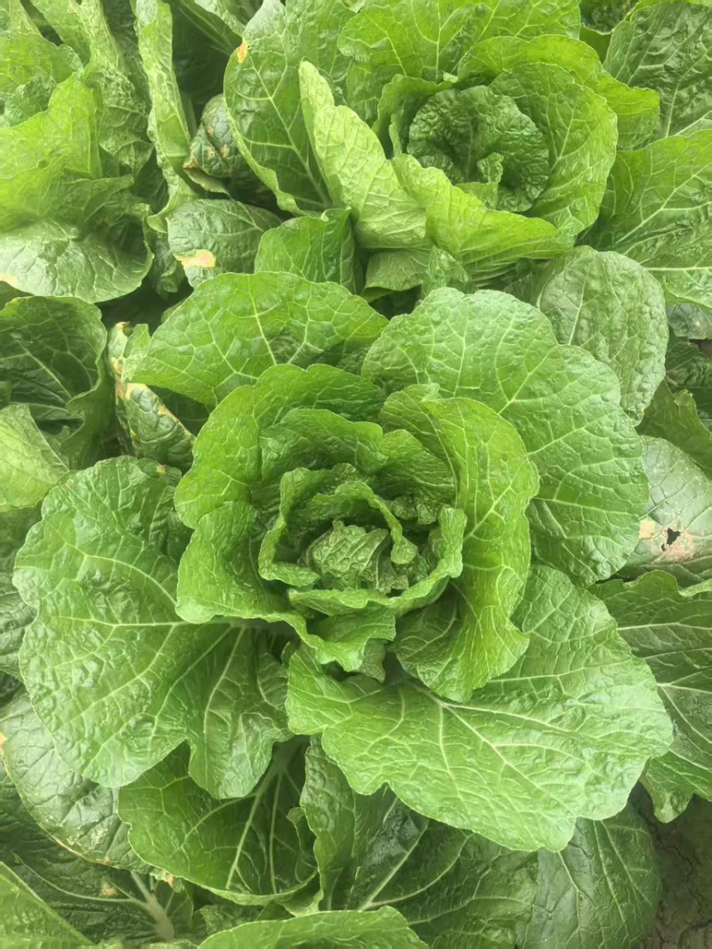 白菜