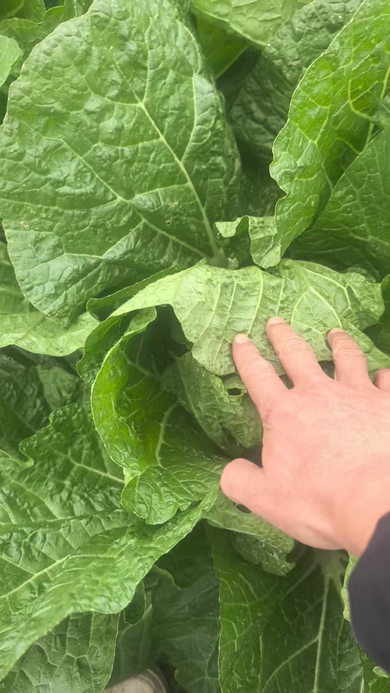 白菜