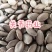 瓜蒌籽选双边瓜蒌仁新货关书药业专注品质如图所示
