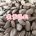 瓜蒌籽选双边瓜蒌仁新货关书药业专注品质如图所示