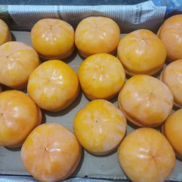 磨盘柿子