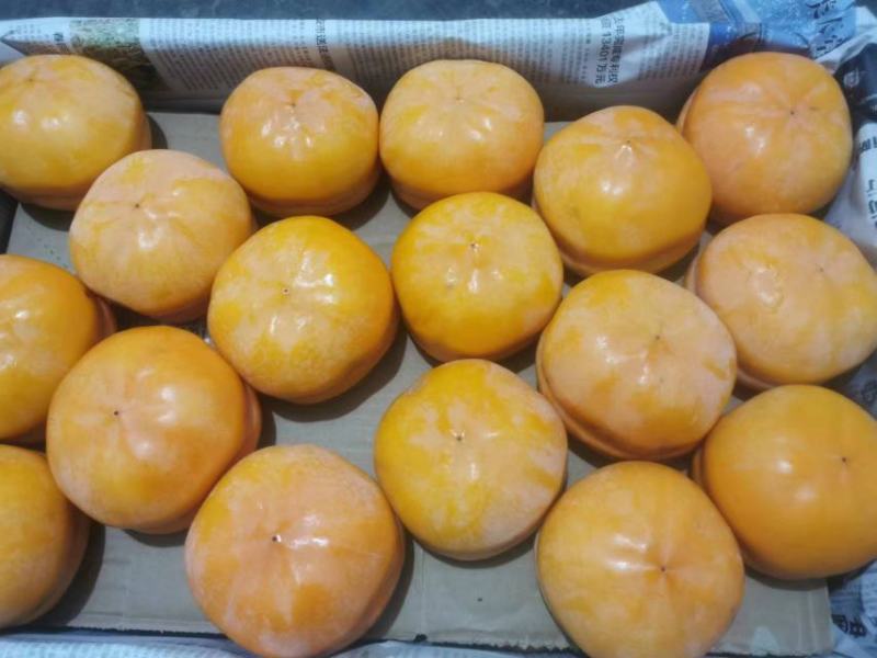 磨盘柿子