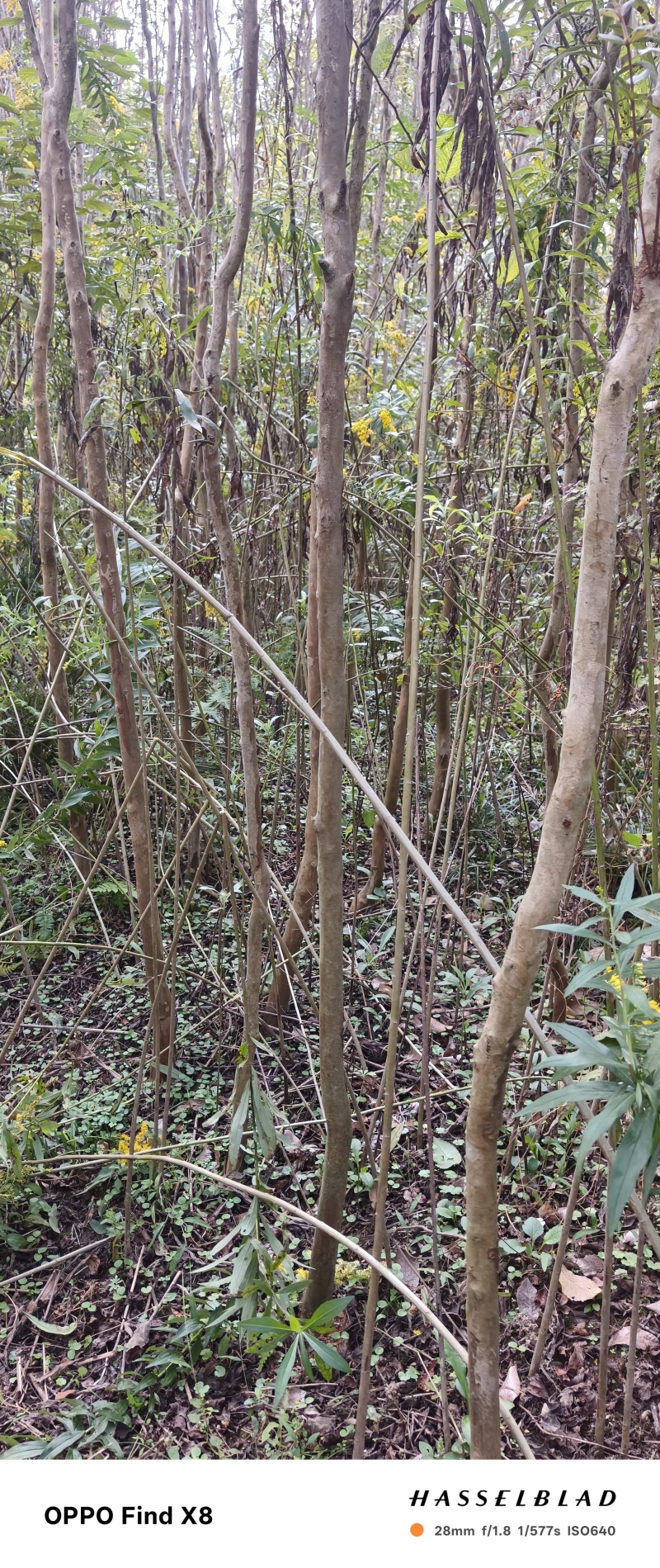 美国紫薇系列:红火箭，红火箭，天鹅绒