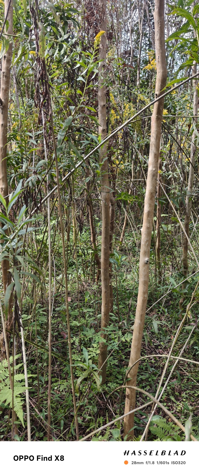 美国紫薇系列:红火箭，红火箭，天鹅绒