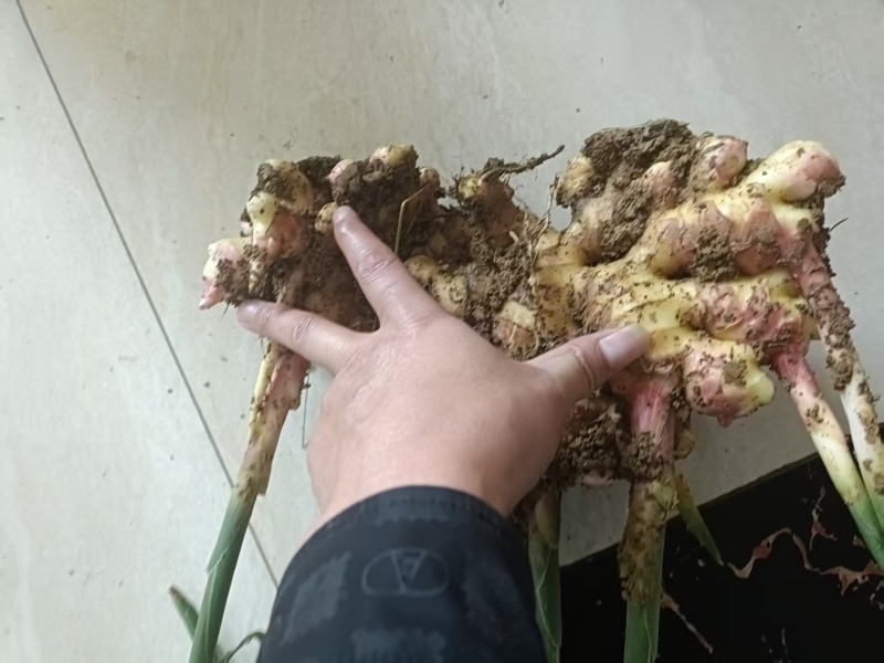 贵州小黄姜