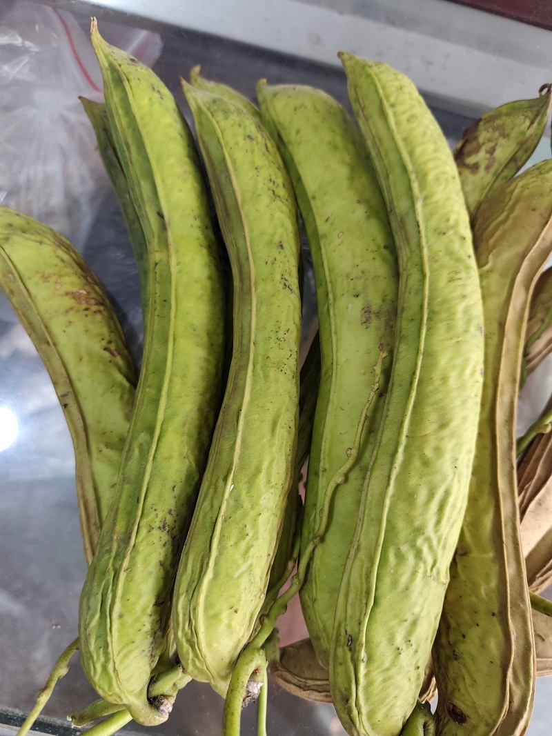 刀豆子