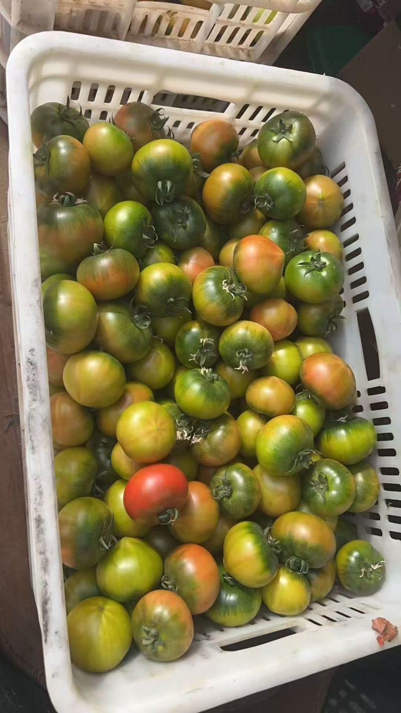 盘锦碱地柿子