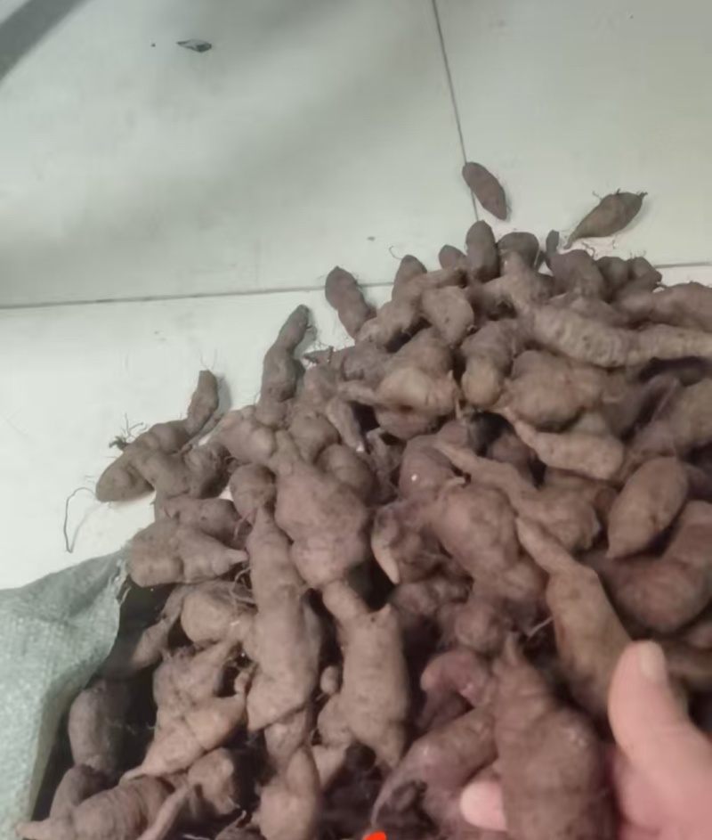 新鲜三叶青鲜果，一年四季供货