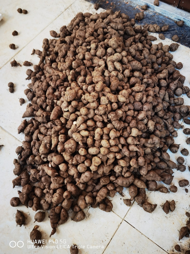 新鲜三叶青鲜果，一年四季供货