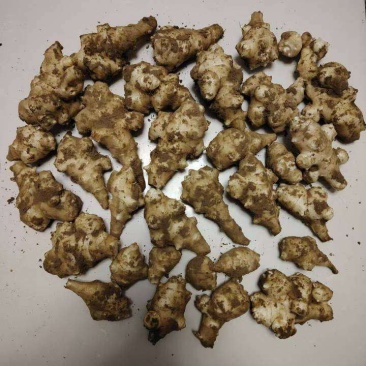 鬼孑姜大量上市有需要联系我，代发，代收