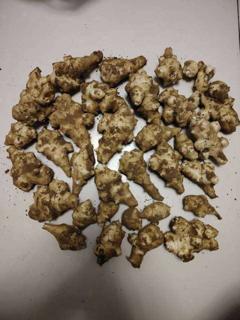 鬼孑姜大量上市有需要联系我，代发，代收