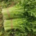 大棚芹菜质量保证货源充足价格可谈欢迎咨询