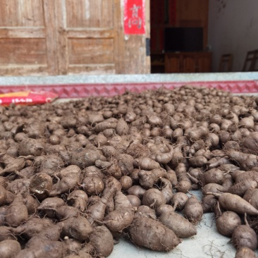 新鲜三叶青鲜果，一年四季供货