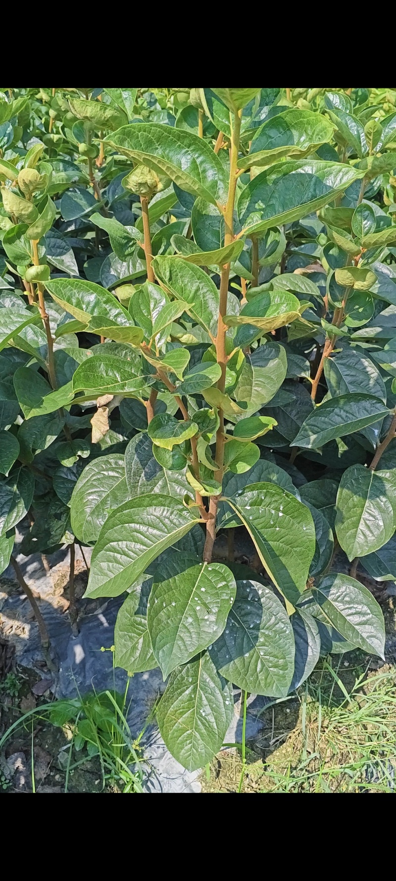 供应优质太秋甜柿苗