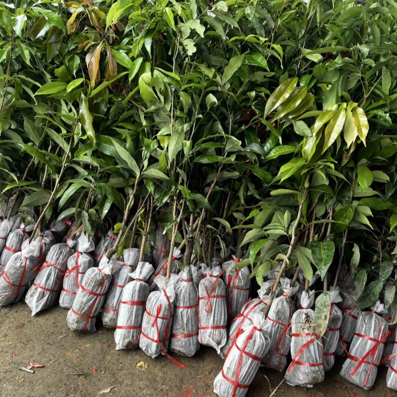 荔枝实生苗，原生禾荔种子生可嫁接任和品种荔枝