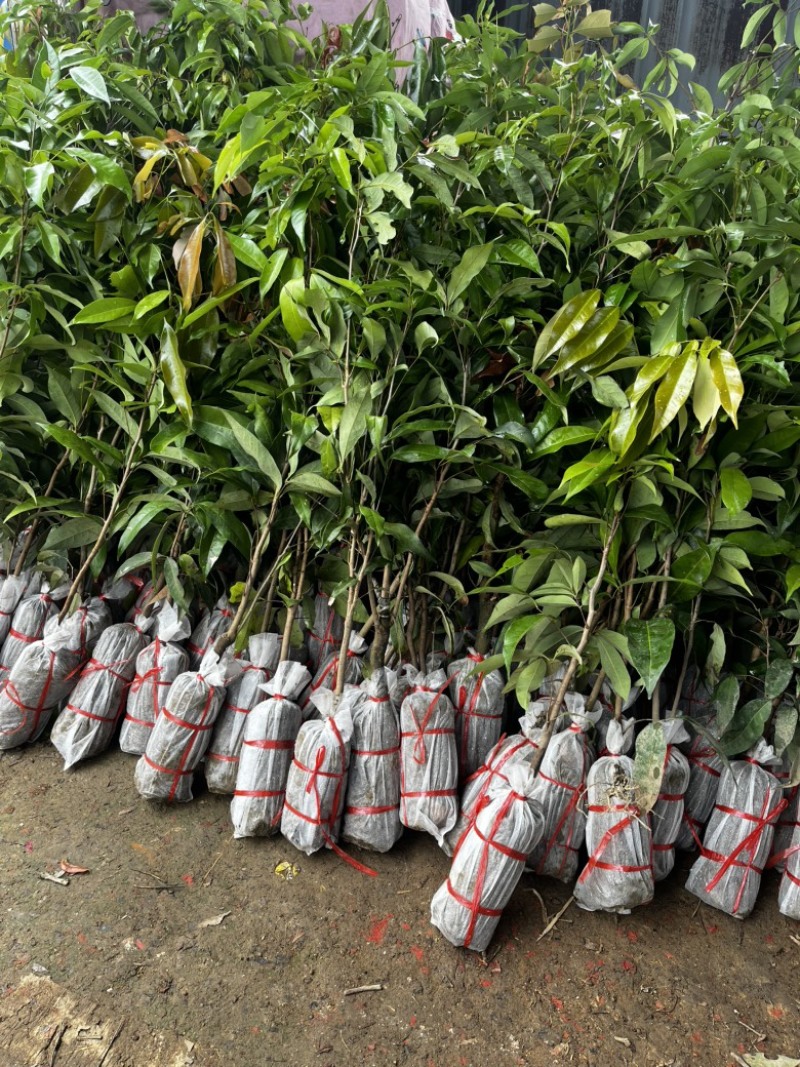 荔枝实生苗，原生禾荔种子生可嫁接任和品种荔枝