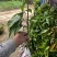 荔枝实生苗，原生禾荔种子生可嫁接任和品种荔枝
