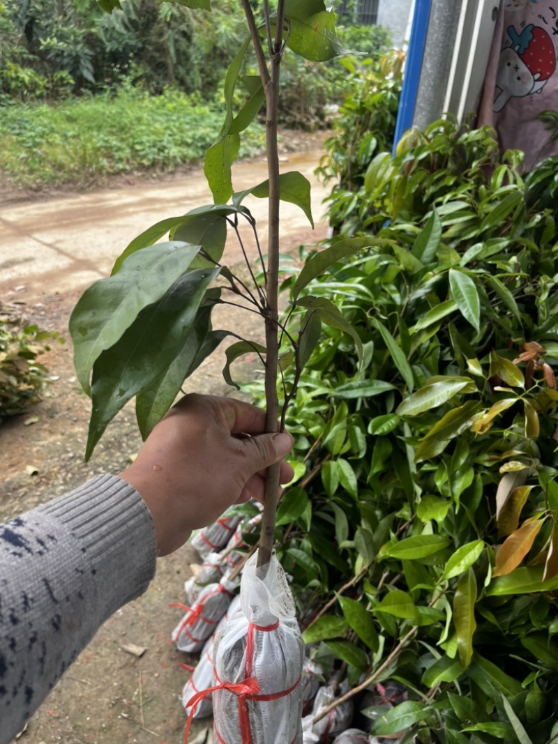 荔枝实生苗，原生禾荔种子生可嫁接任和品种荔枝