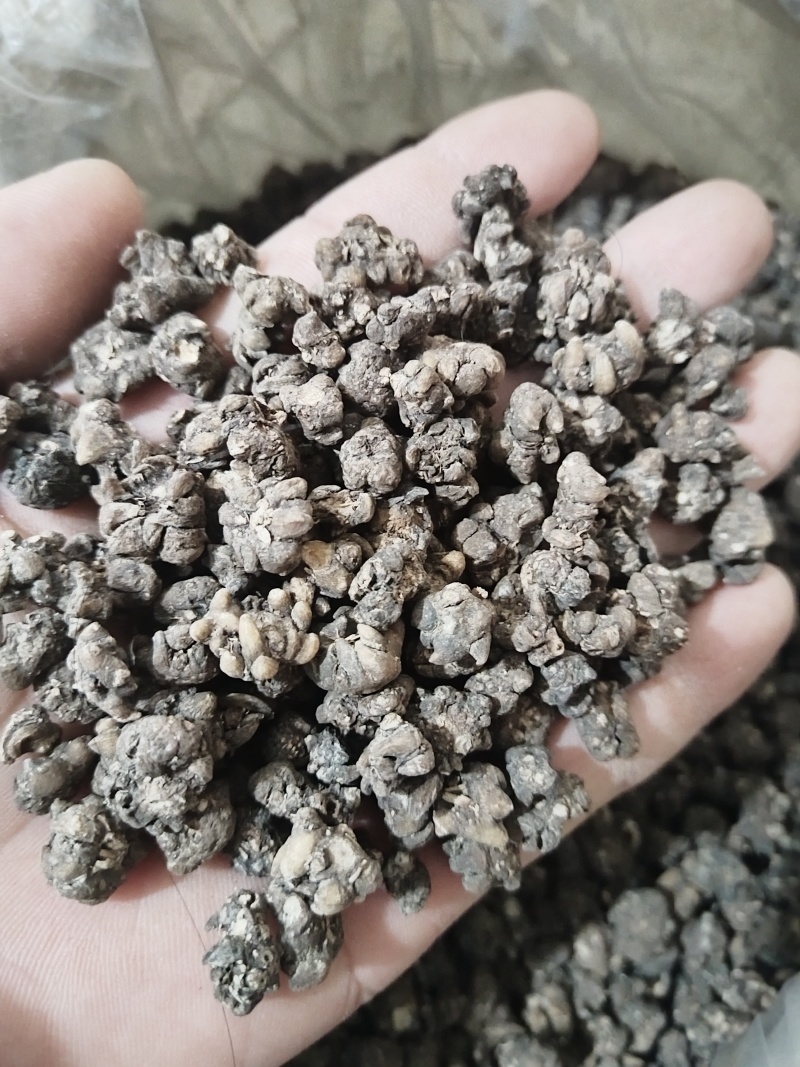 猫抓草无硫没有杂质一手货源今年新货量大从优诚信第一