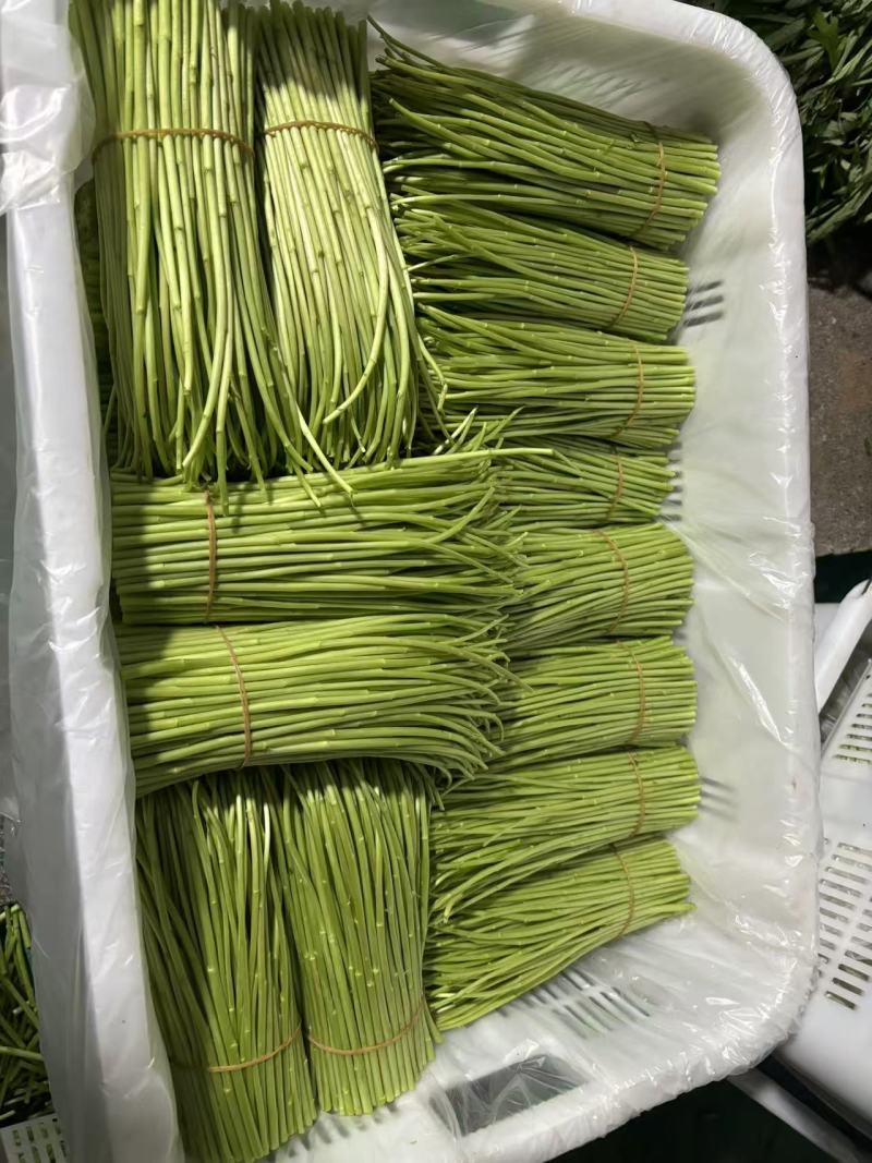 云南精品藜蒿产地直销品质保证量大从优对接市场商超