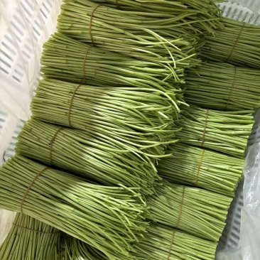云南精品藜蒿产地直销品质保证量大从优对接市场商超