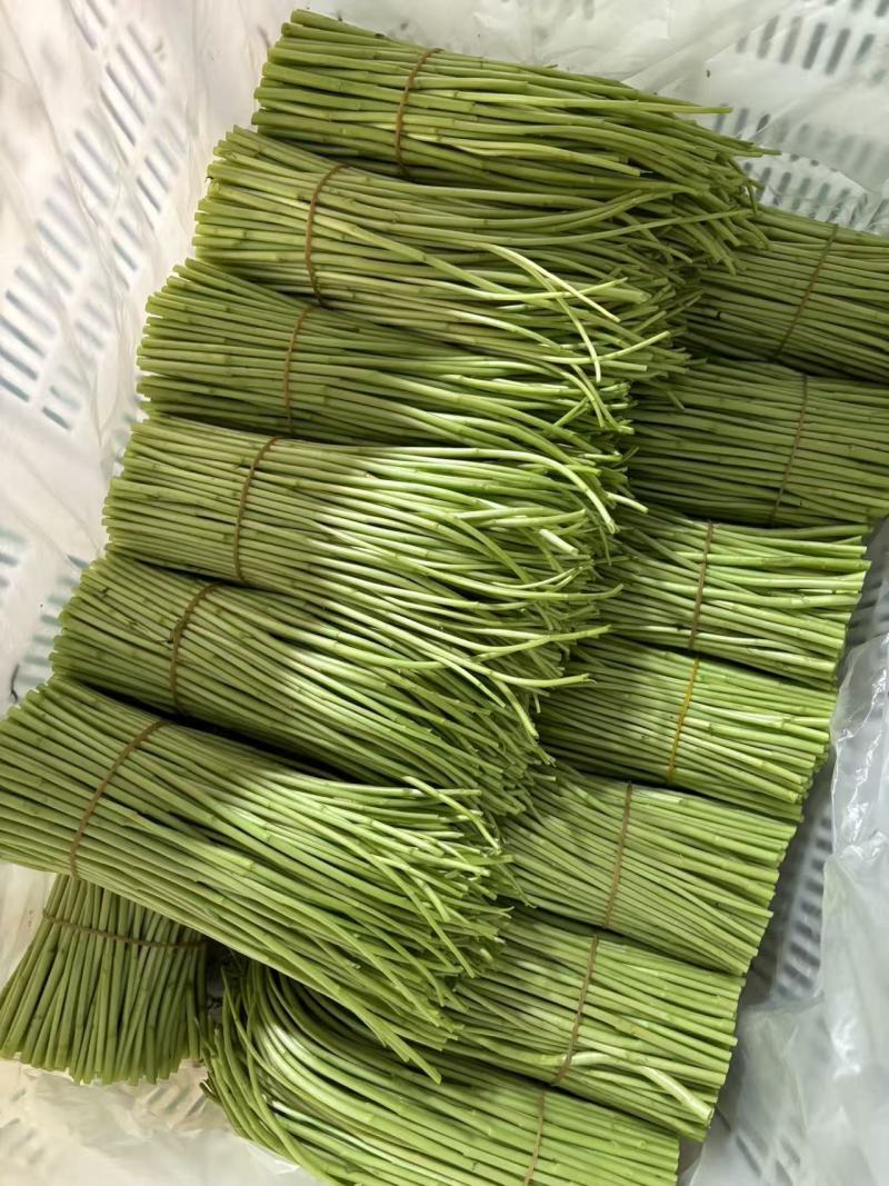 云南精品藜蒿产地直销品质保证量大从优对接市场商超