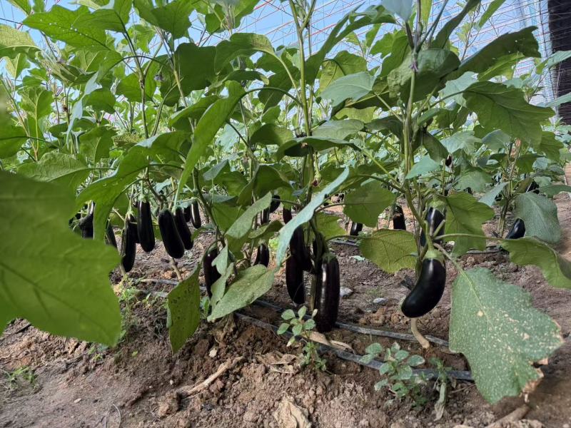 长茄大量有货基地直供品质优可对接市场商超欢迎咨询来电