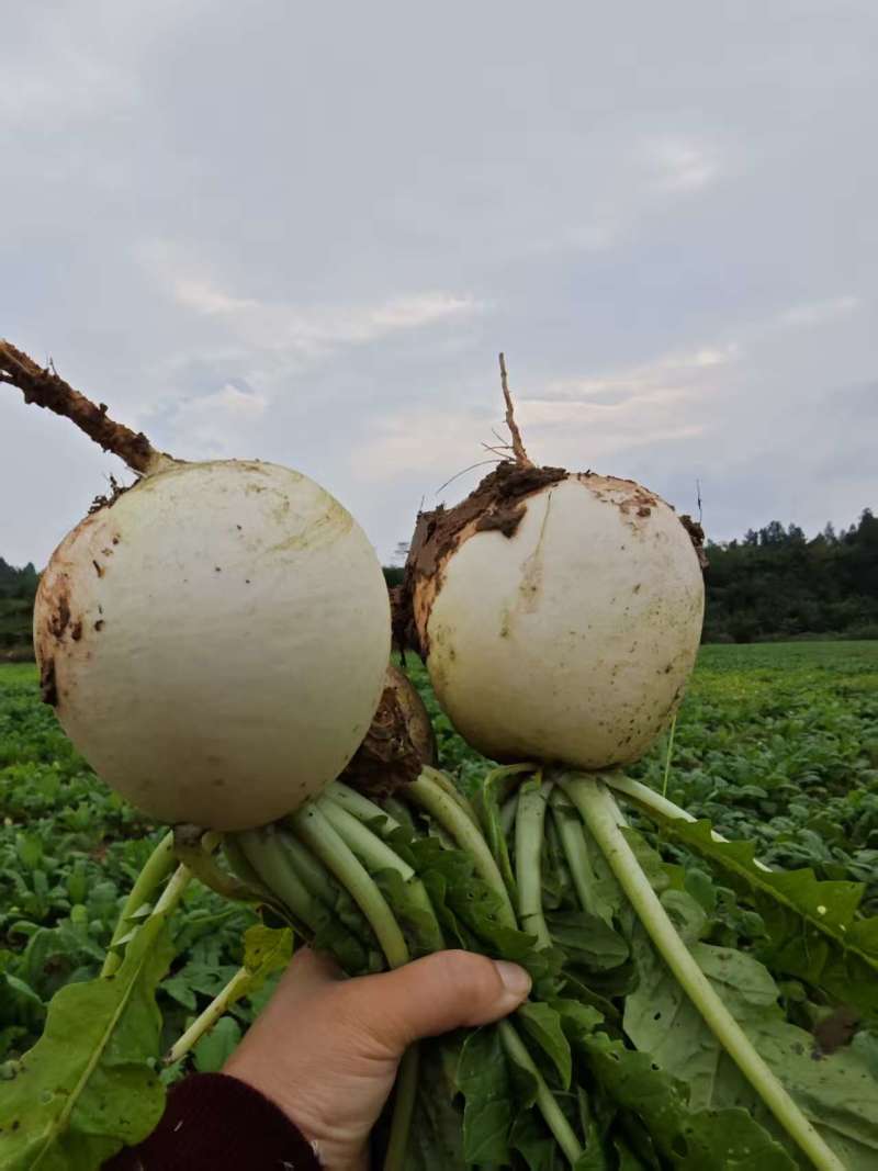 圆根萝卜，春不老萝卜