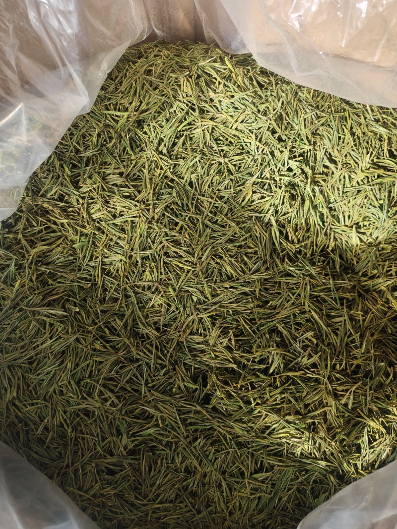 原产地安吉白茶