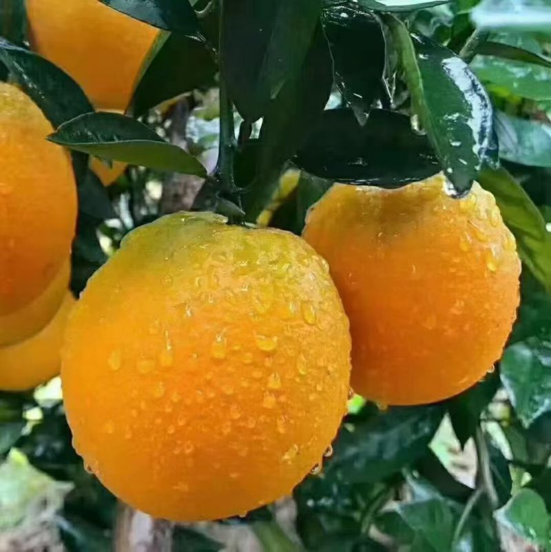 富川脐橙一件代发顺丰包邮