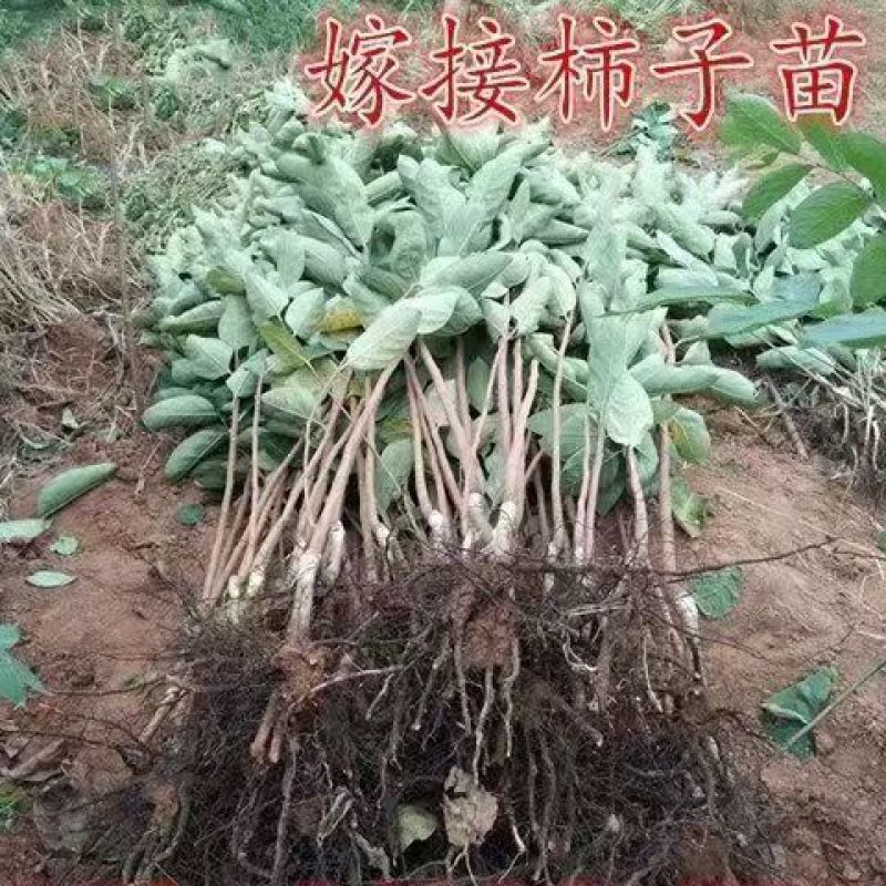 优质嫁接柿子苗存活率高根正苗红品质优可视频看货