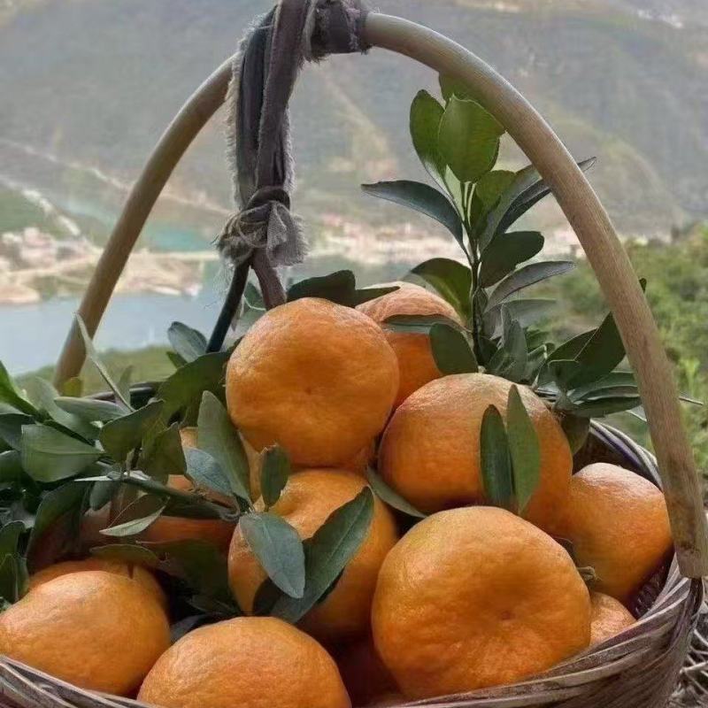 清江椪柑甲天下