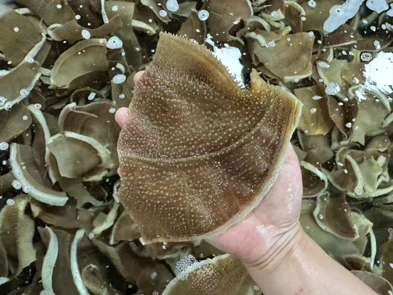 牛百叶片黑毛肚爆肚片火锅食毛肚