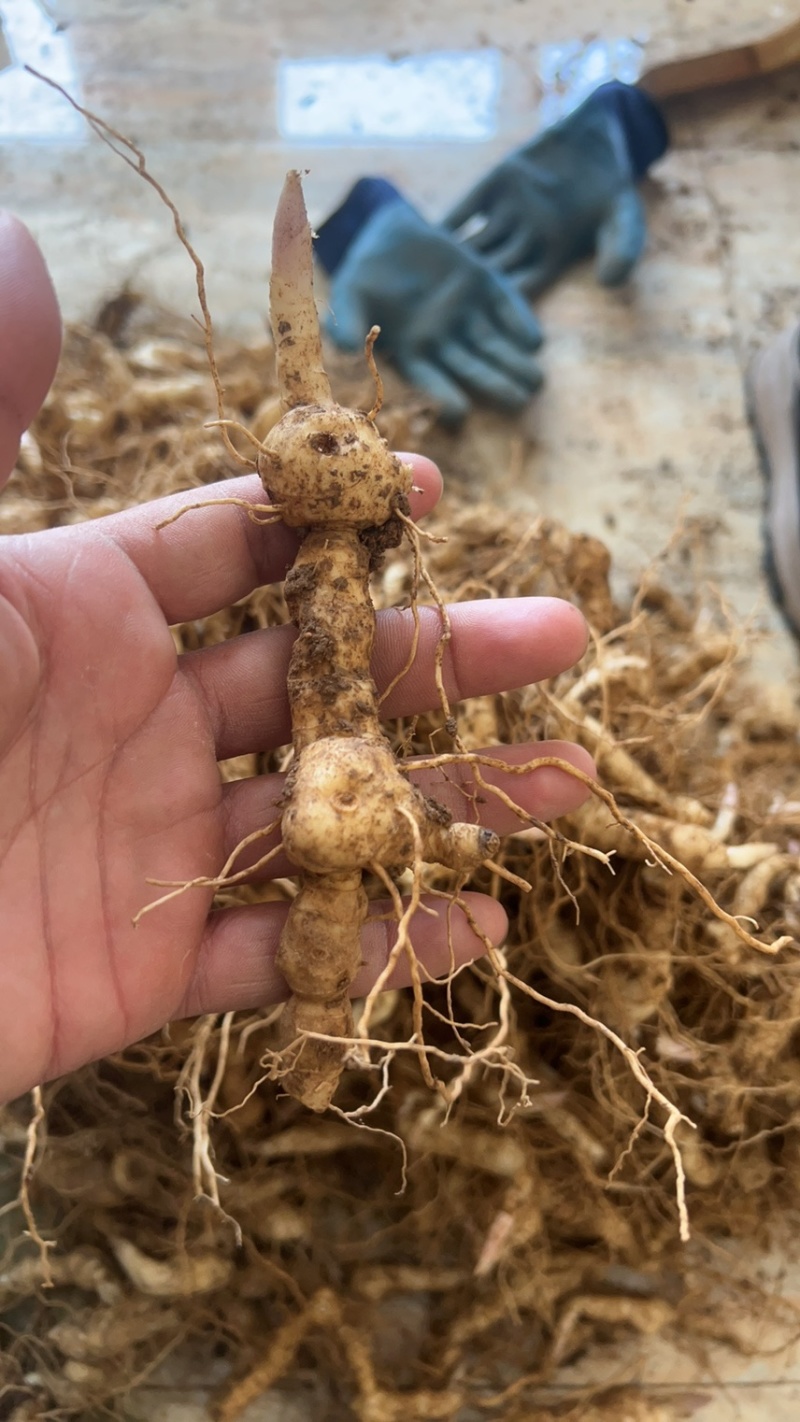 黄精种子，芽头，种苗鸡头黄精，种植鸡头黄精均有