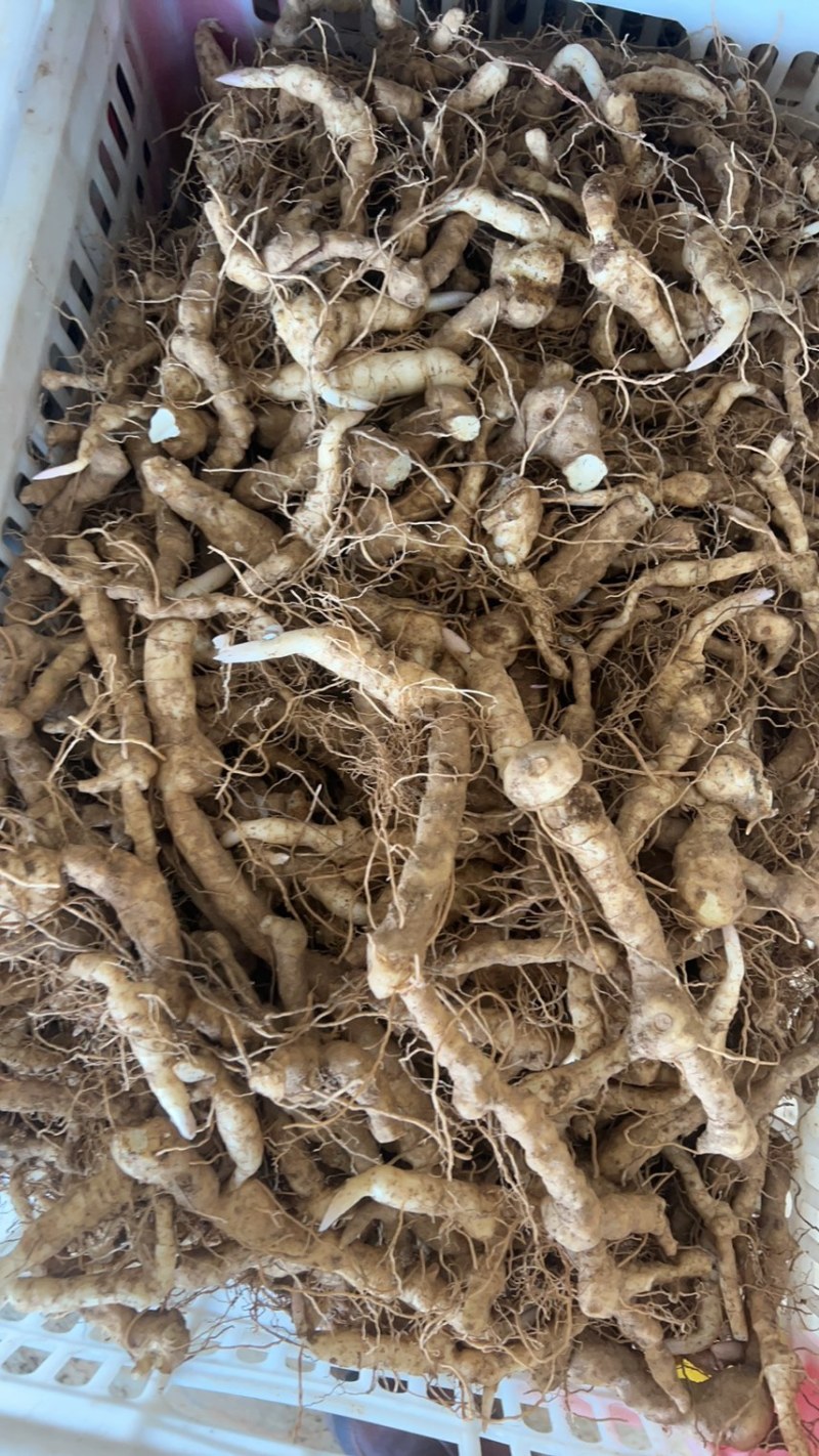 黄精种子，芽头，种苗鸡头黄精，种植鸡头黄精均有