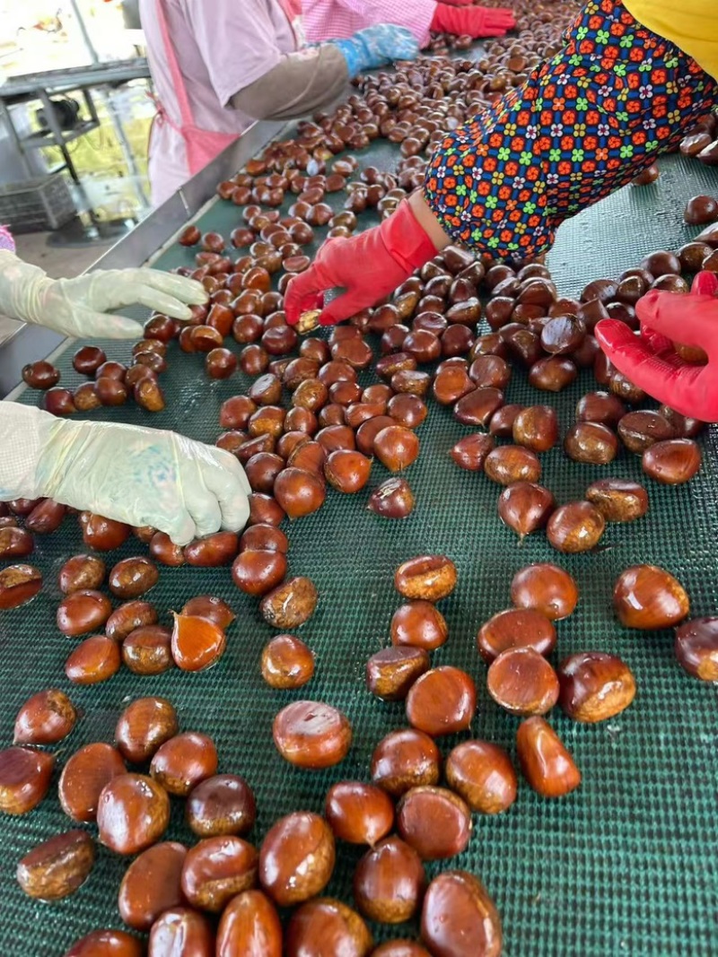 丹东板栗货源充足量大从优价格便宜保质保量