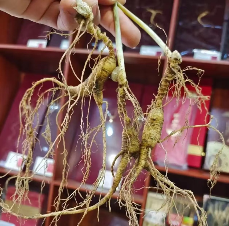 新鲜山参，货源充足，年份足货量有限！