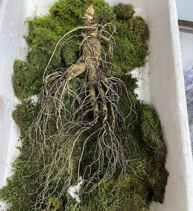 新鲜山参，货源充足，年份足货量有限！