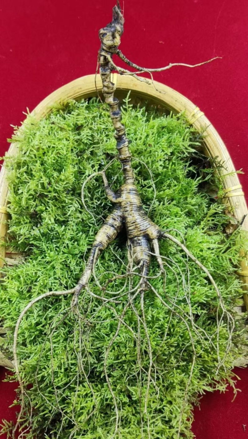 新鲜山参，货源充足，年份足货量有限！