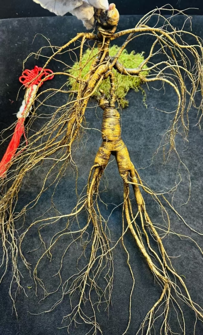 新鲜山参，货源充足，年份足货量有限！
