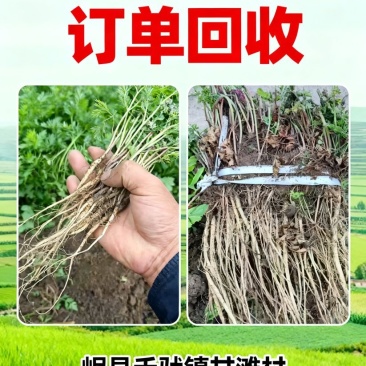 高海拔优质岷归种苗