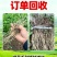 高海拔优质岷归种苗