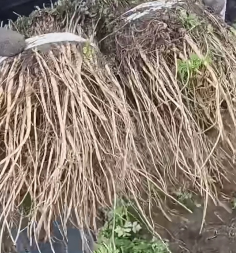 高海拔优质岷归种苗