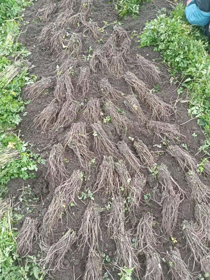 高海拔优质岷归种苗