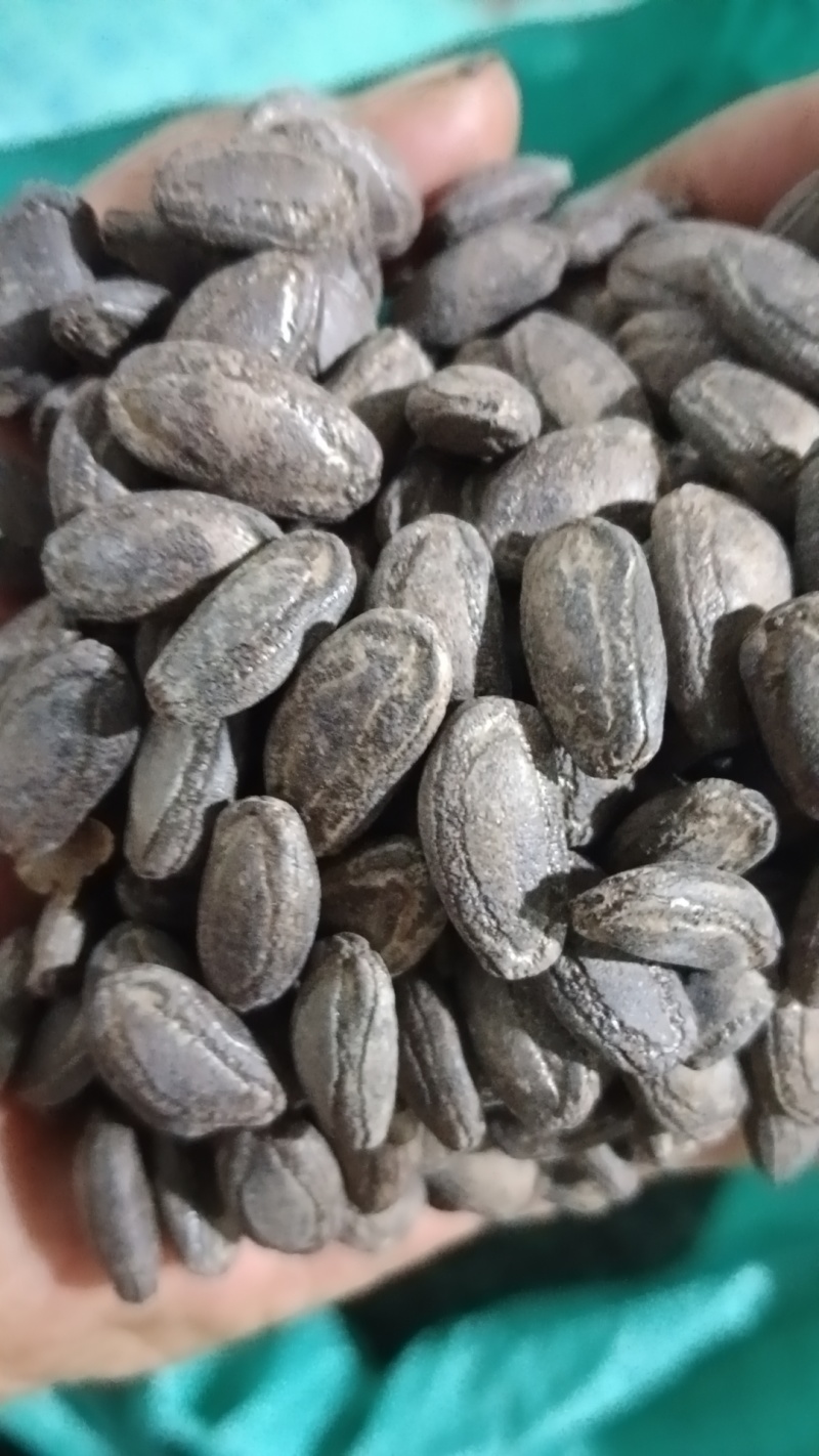 吊瓜子