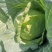 甘蓝（圆包菜）