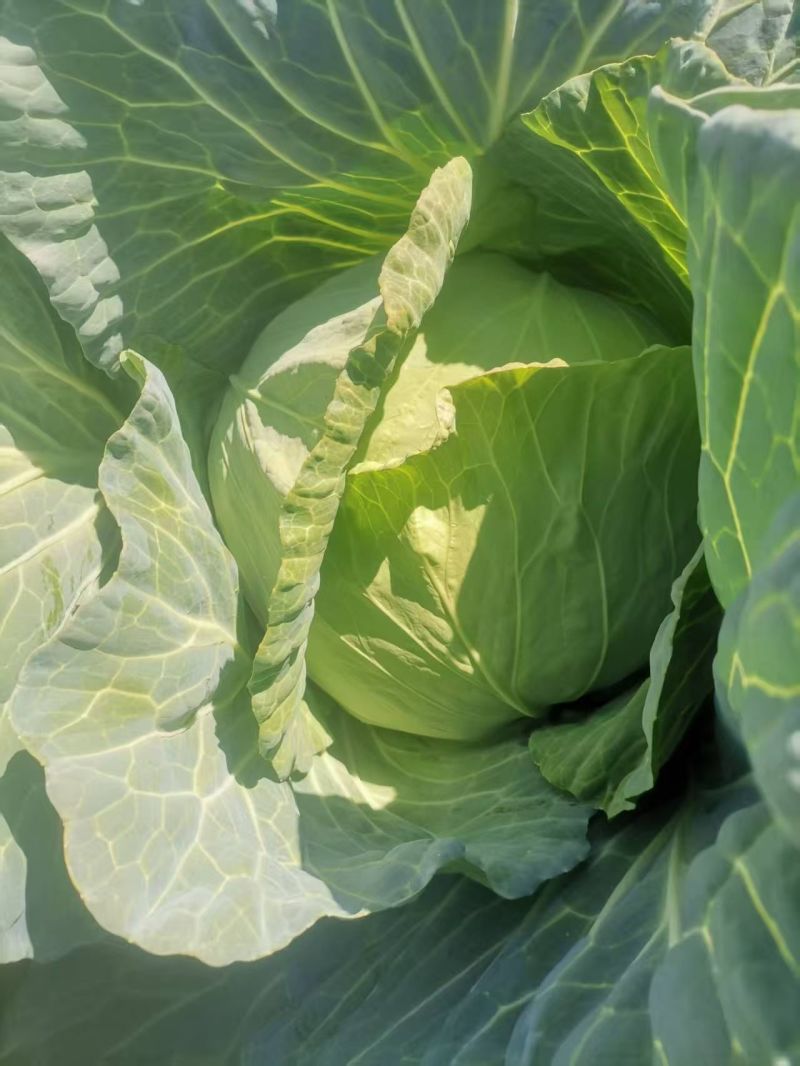 甘蓝（圆包菜）