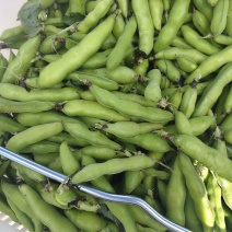 新鲜蚕豆产地一手货源，量大优惠欢迎合作，对接市场电商平台