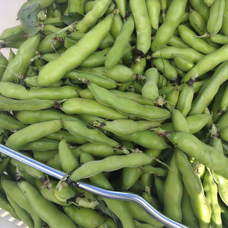 新鲜蚕豆产地一手货源，量大优惠欢迎合作，对接市场电商平台