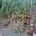 散养土鸡